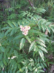 Sorbus sambucifolia