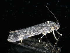 Barea codrella