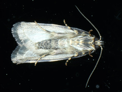 Barea codrella