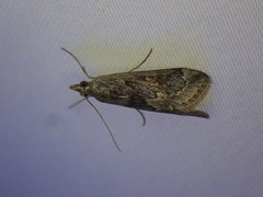 Loxostege allectalis