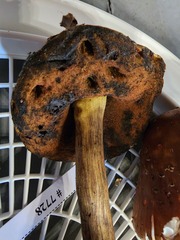 Neoboletus