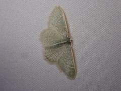 Chlorochlamys appellaria