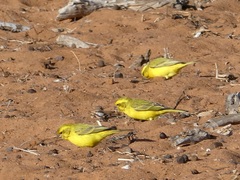 Crithagra flaviventris