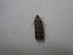 Chionodes formosella