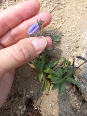 Campanula expansa