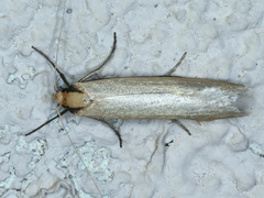 Philobota mathematica