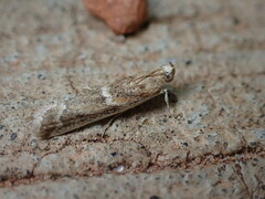 Nyctegretis lineana