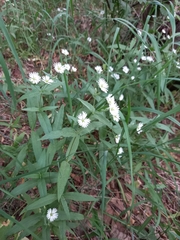 Stellaria radians