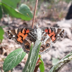 Vanessa virginiensis