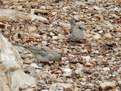 Junco hyemalis dorsalis