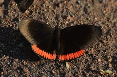 Biblis hyperia