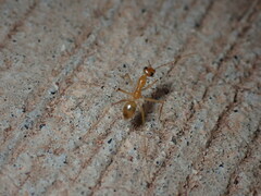 Myrmecocystus mexicanus