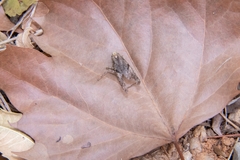 Amorphoscelis chinensis