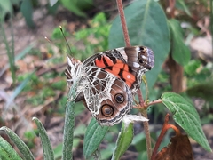 Vanessa virginiensis