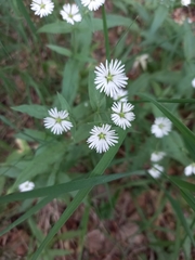 Stellaria radians