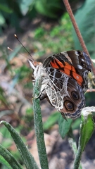 Vanessa virginiensis
