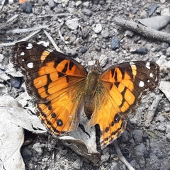 Vanessa virginiensis