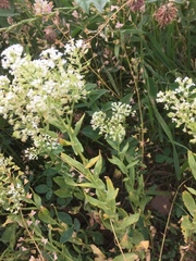 Lepidium draba