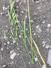 Bromus tectorum