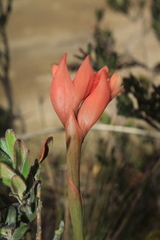 Stenorrhynchos vaginatum