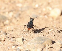 Cicindela haemorrhagica