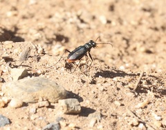 Cicindela haemorrhagica
