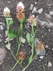 Trifolium hybridum
