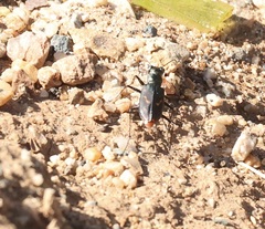 Cicindela haemorrhagica