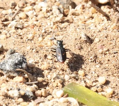 Cicindela haemorrhagica