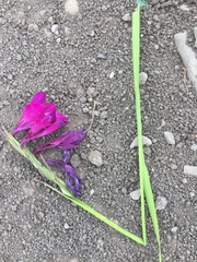 Gladiolus tenuis