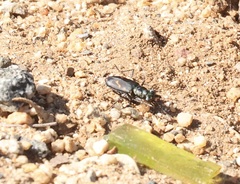 Cicindela haemorrhagica