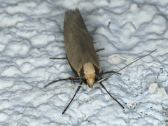 Philobota mathematica