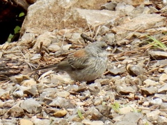 Junco hyemalis dorsalis