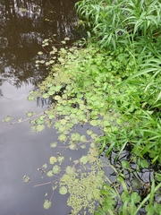 Caltha natans