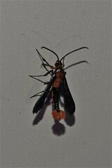 Synanthedon acerni