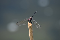 Dythemis