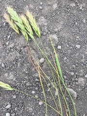 Bromus scoparius