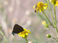 Atlides halesus