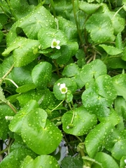 Caltha natans
