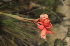 Stenorrhynchos vaginatum