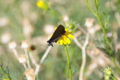 Atlides halesus