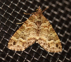 Crasilogia gressitti