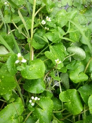 Caltha natans