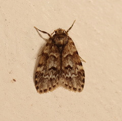 Scaphidriotis xylogramma