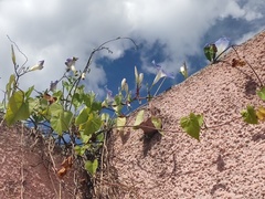 Ipomoea tricolor