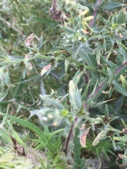 Buglossoides arvensis