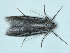 Philobota stella