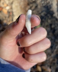 Procyon lotor pacificus