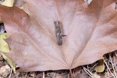 Amorphoscelis chinensis