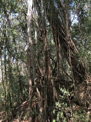Ficus maroma
